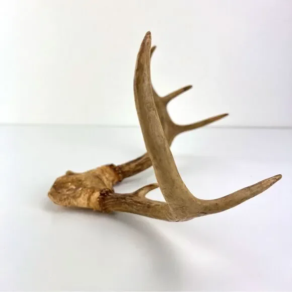 Vintage Deer Antler 7 Point Buck Skull Cap